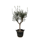 Olea Europaea Cultivo