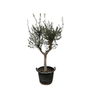 Olea Europaea Cultivo