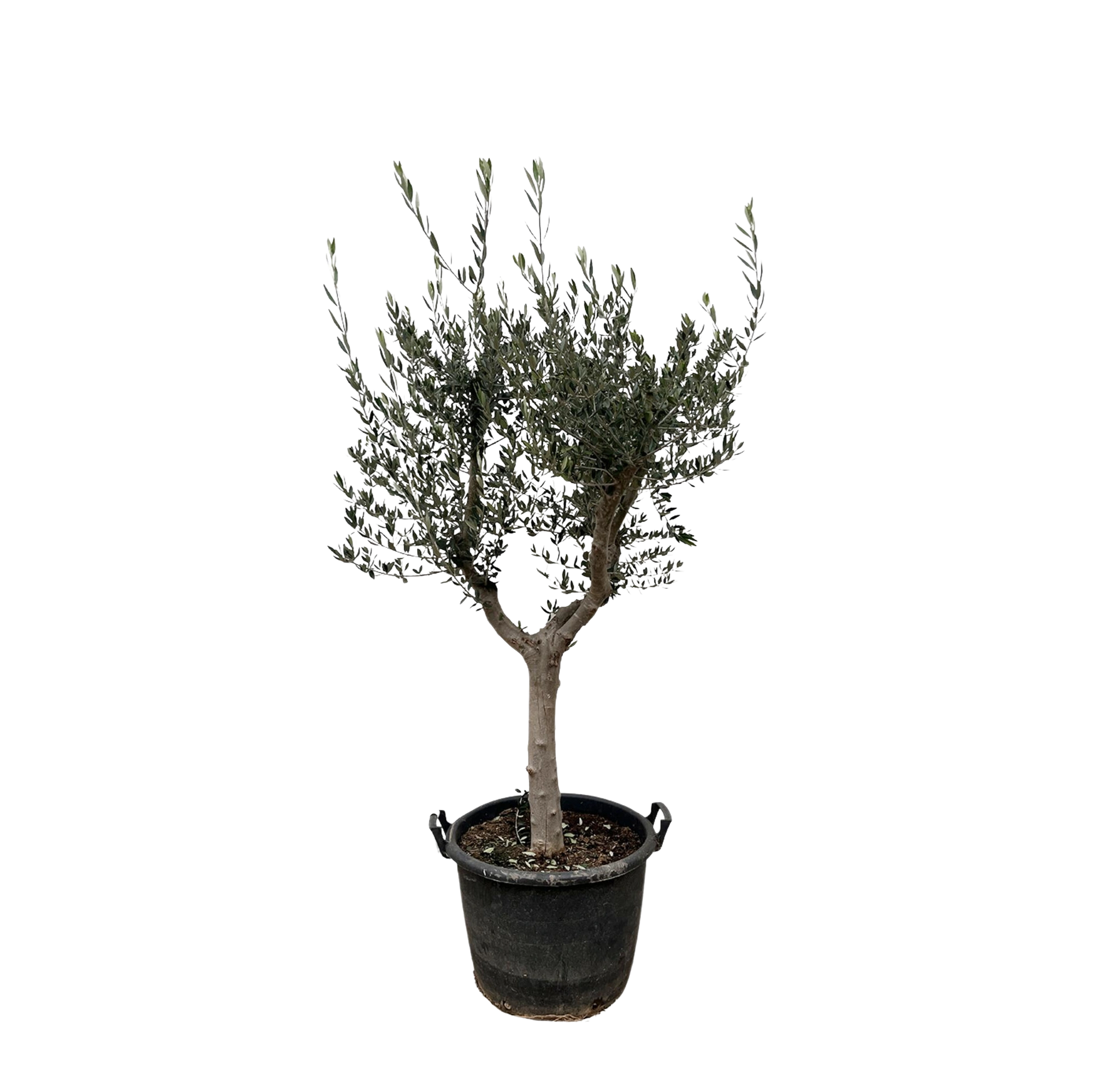 Olea Europaea Cultivo