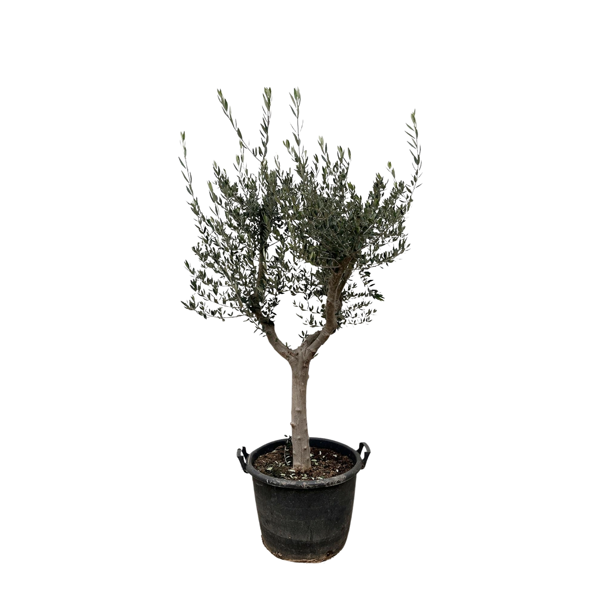 Olea Europaea Cultivo