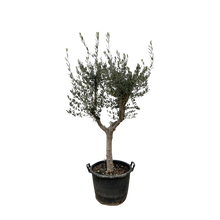 Olea Europaea Cultivo