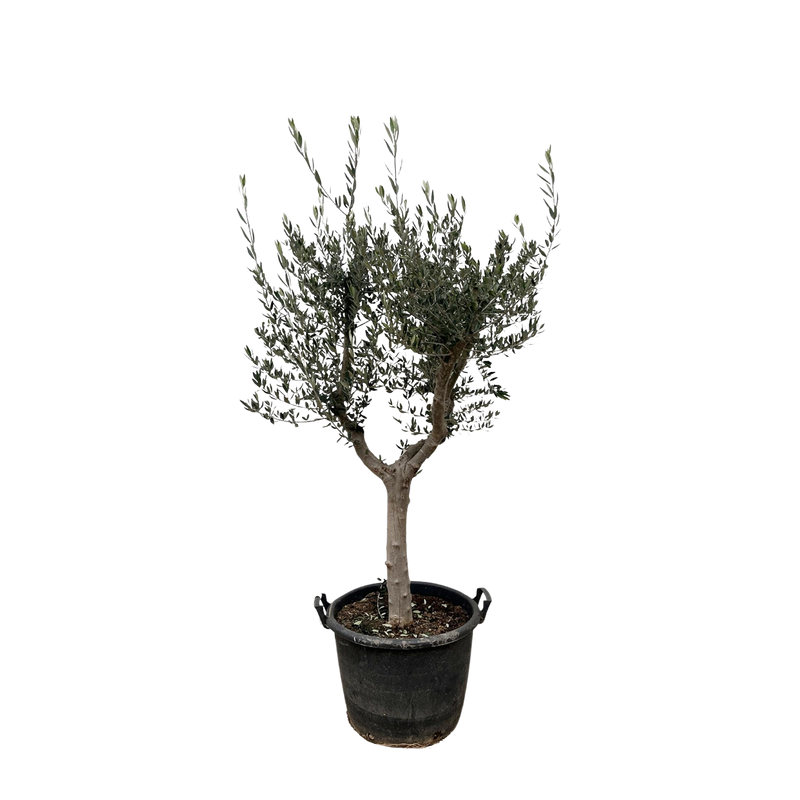 Olea Europaea Cultivo