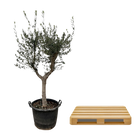 Olea Europaea Cultivo