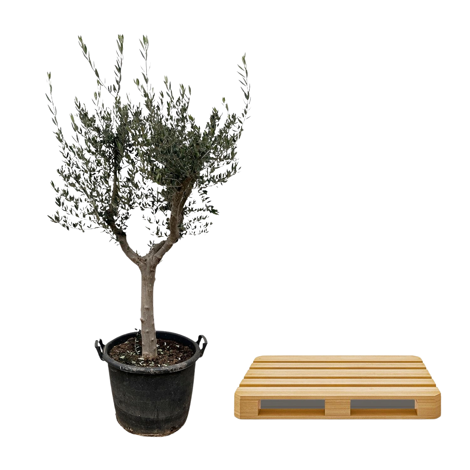 Olea Europaea Cultivo