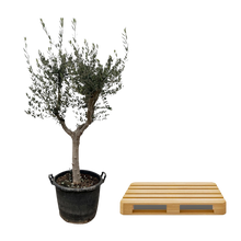 Olea Europaea Cultivo
