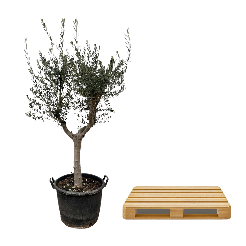 Olea Europaea Cultivo