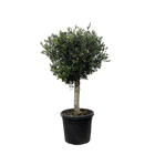 Olea Europaea Lorc