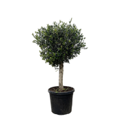 Olea Europaea Lorc