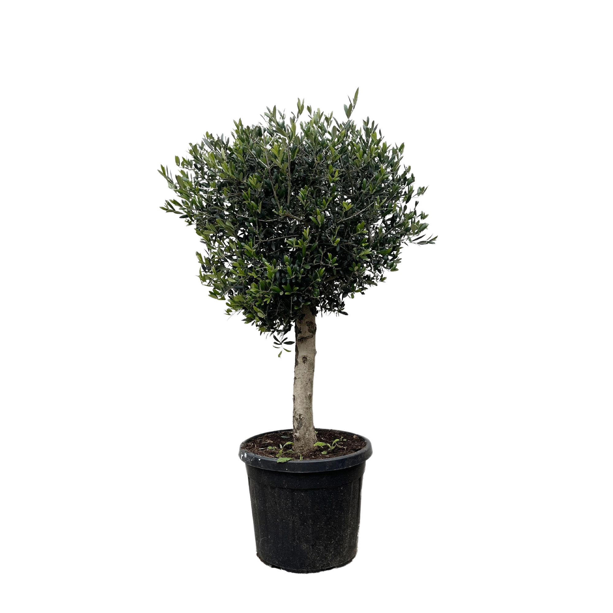 Olea Europaea Lorc