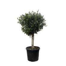 Olea Europaea Lorc