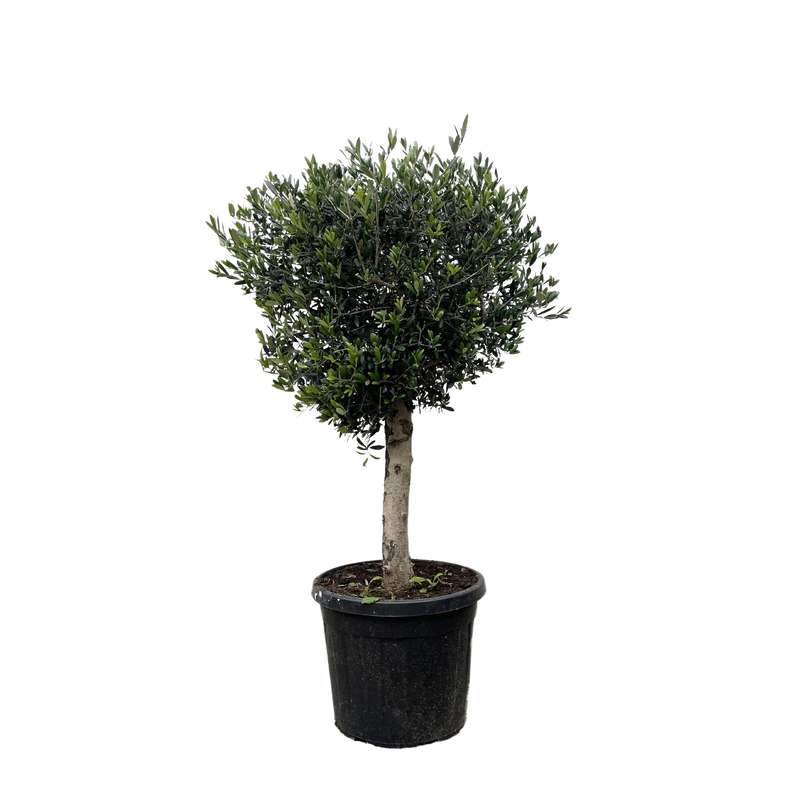 Olea Europaea Lorc