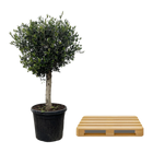Olea Europaea Lorc
