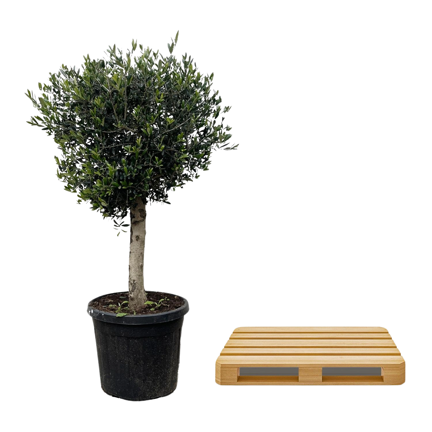 Olea Europaea Lorc