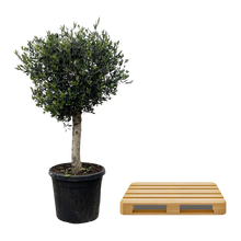 Olea Europaea Lorc