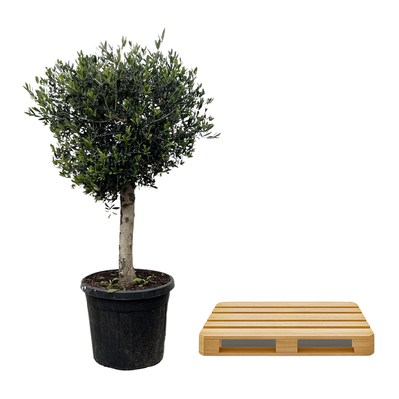 Olea Europaea Lorc