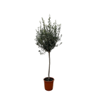 Olea Europaea op stam