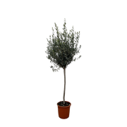 Olea Europaea op stam