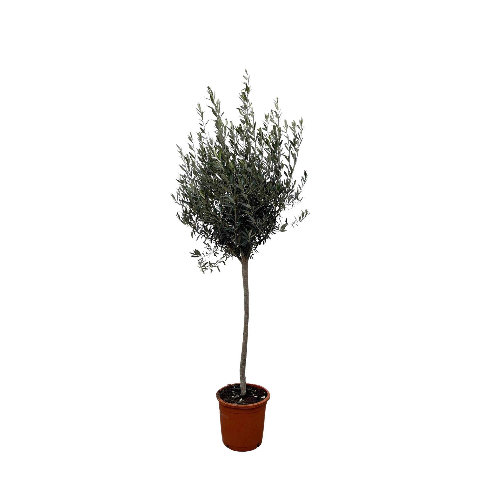 Olea Europaea op stam
