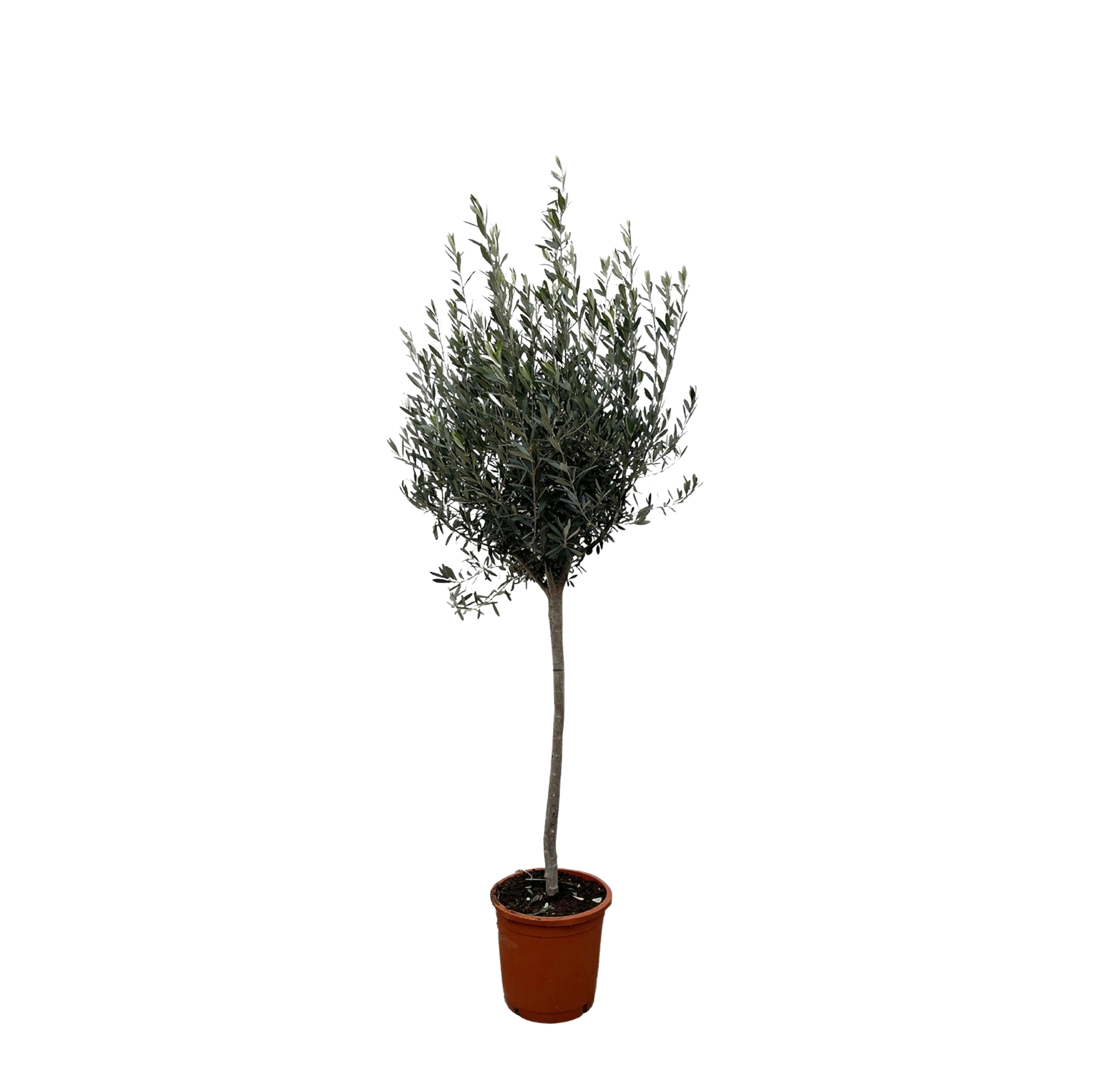Olea Europaea op stam