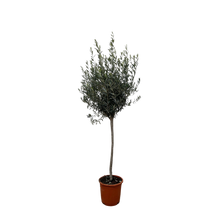 Olea Europaea op stam