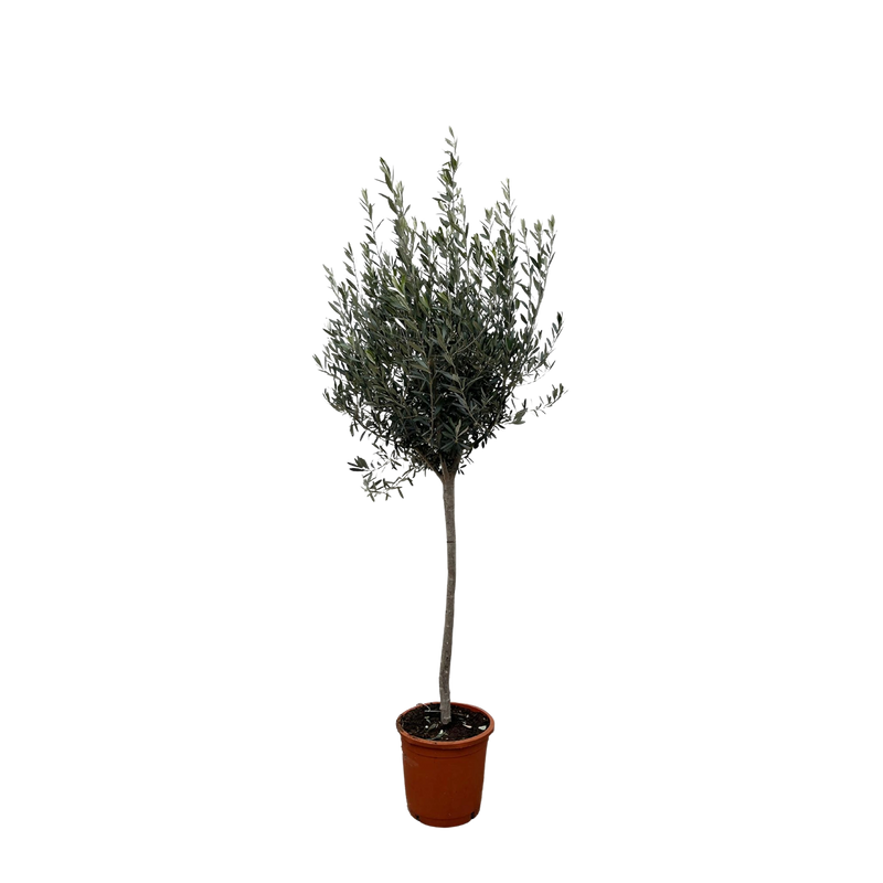 Olea Europaea op stam