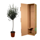 Olea Europaea op stam