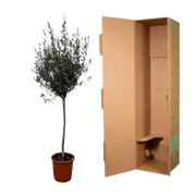 Olea Europaea op stam