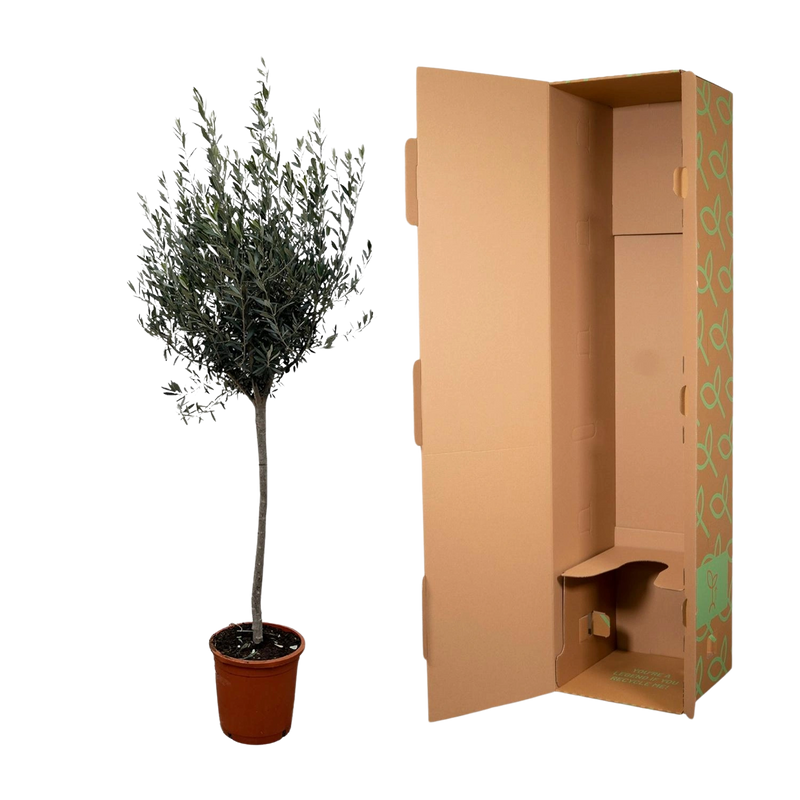 Olea Europaea op stam