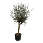 Olea Lorc