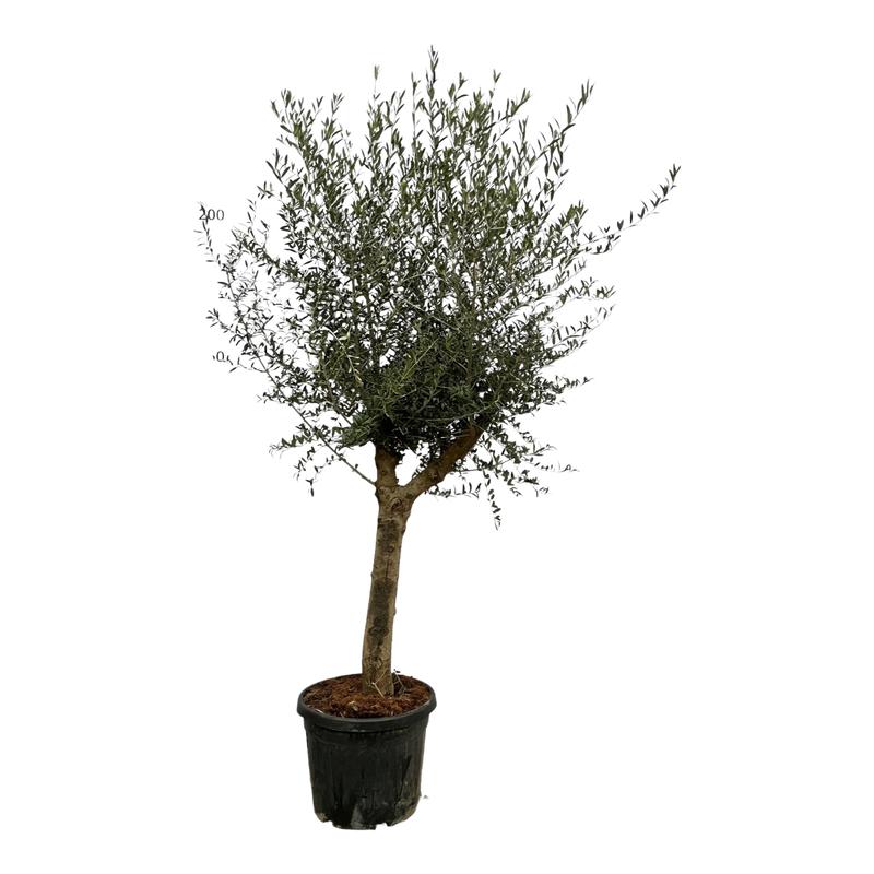 Olea Lorc