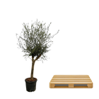 Olea Lorc