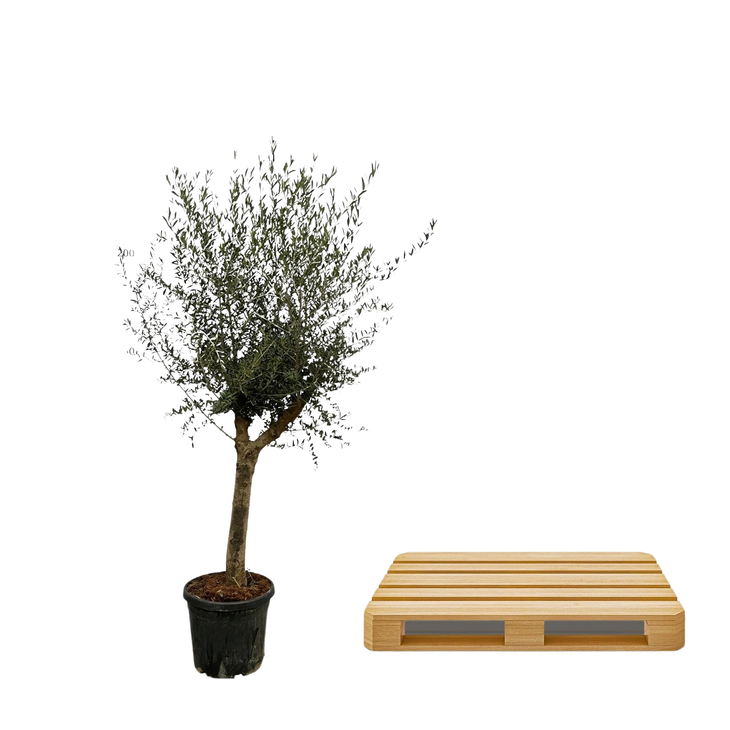Olea Lorc
