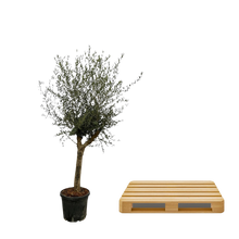 Olea Lorc