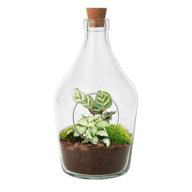 Open Terrarium Joss – Calathea Makoyana & Fittonia White Tiger