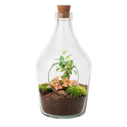 Open terrarium John – Bonsai & Ruby Lime Everspring
