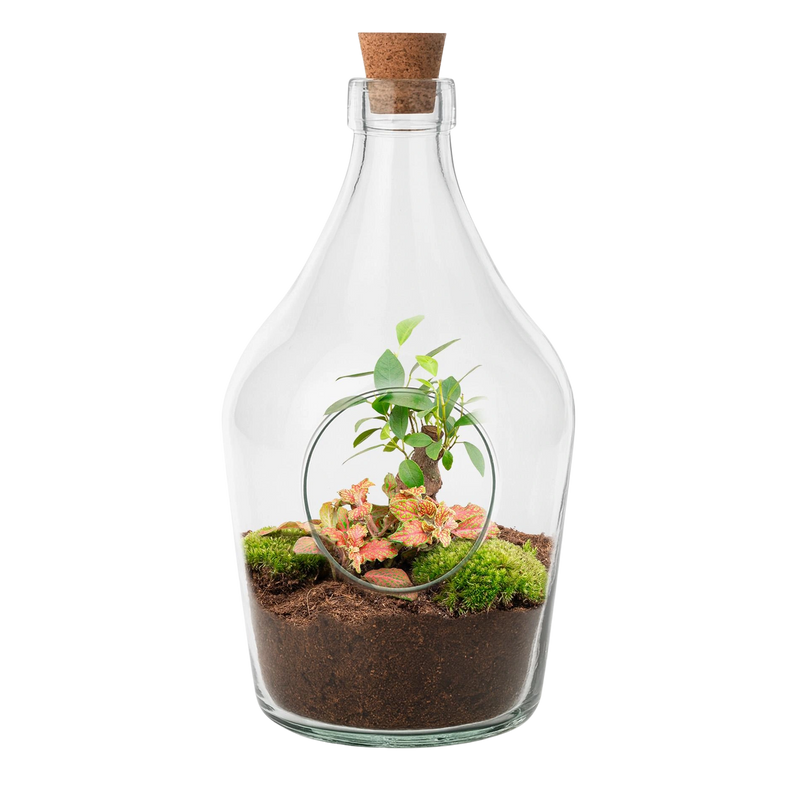Open terrarium John – Bonsai & Ruby Lime