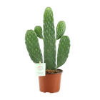 Opuntia Rubescens Consolea Everspring