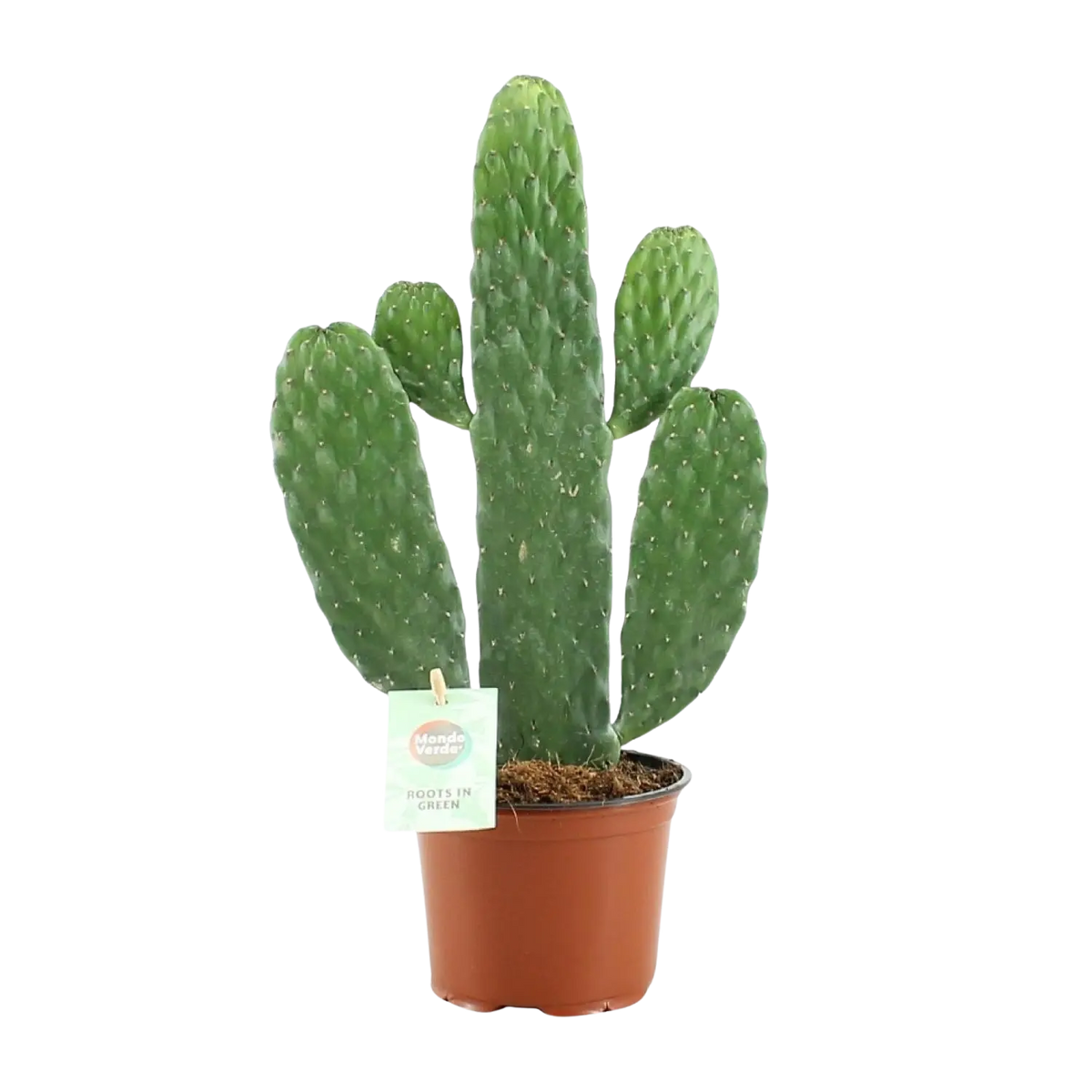 Opuntia Rubescens Consolea Everspring