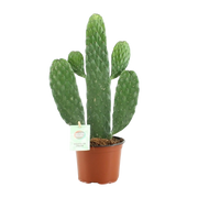 Opuntia Rubescens Consolea Everspring