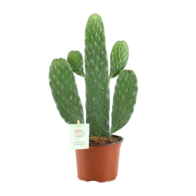 Opuntia Rubescens Consolea