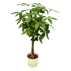 Pachira Aquatica | Elho Greenville Round