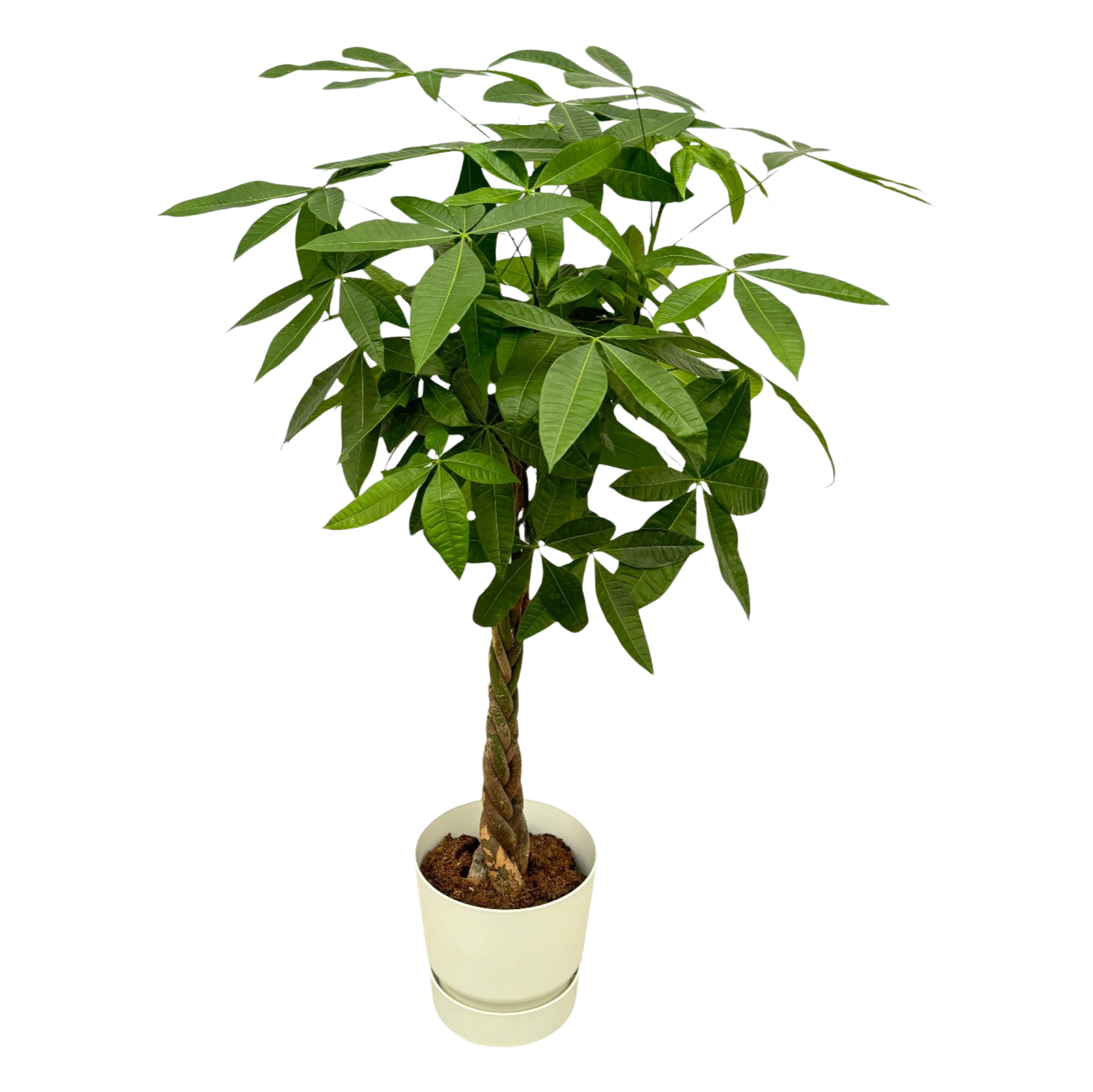 Pachira Aquatica | Elho Greenville Round
