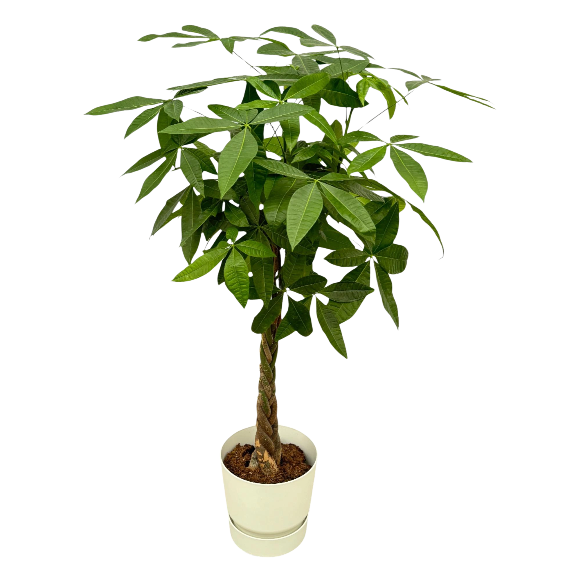 Pachira Aquatica | Elho Greenville Round