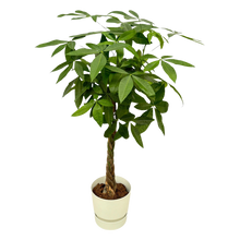 Pachira Aquatica | Elho Greenville Round