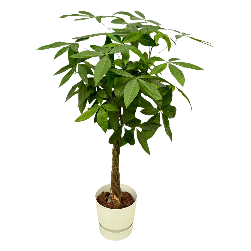 Pachira Aquatica | Elho Greenville Round