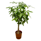 Pachira Aquatica | Elho Greenville Round