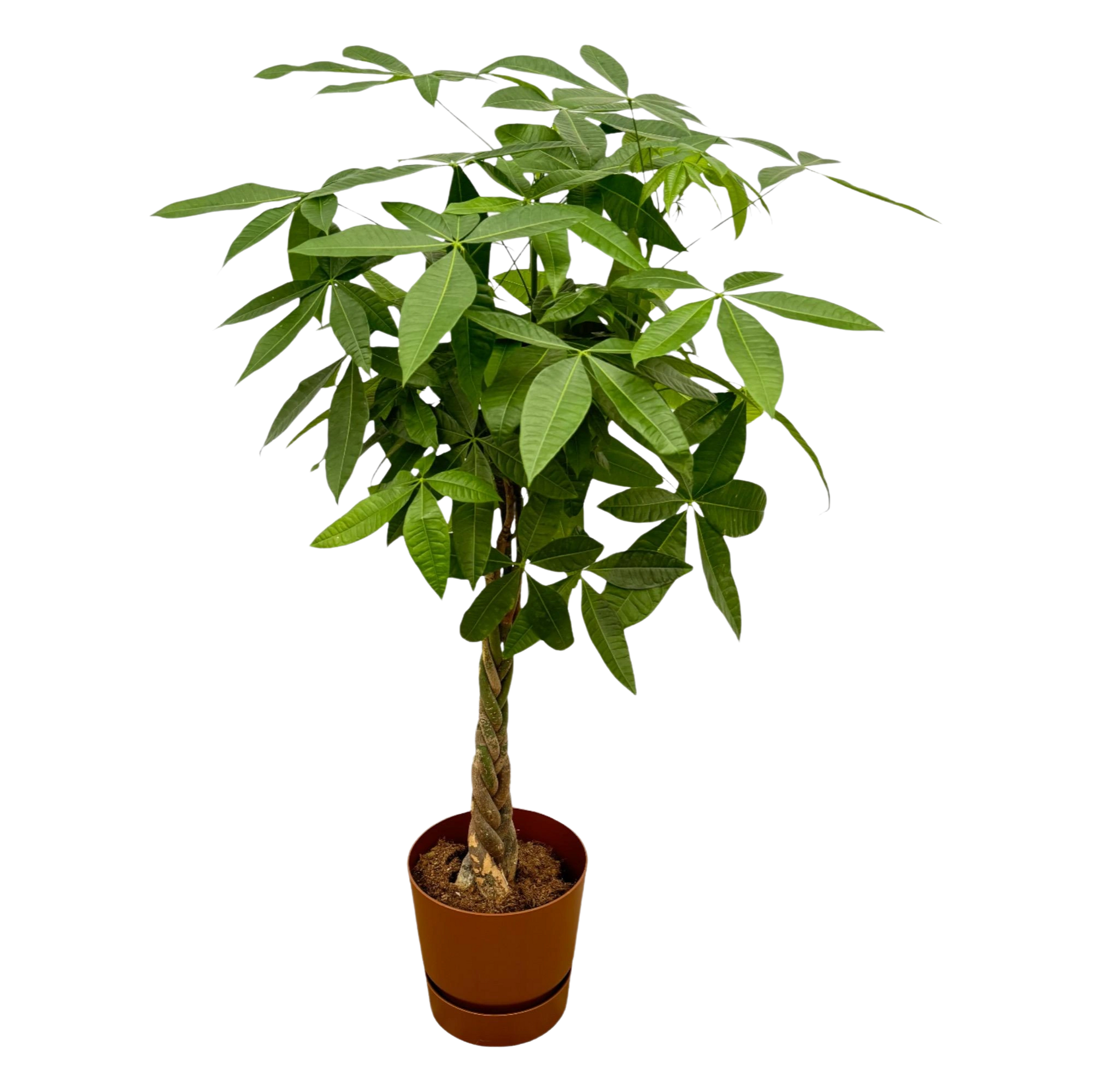 Pachira Aquatica | Elho Greenville Round