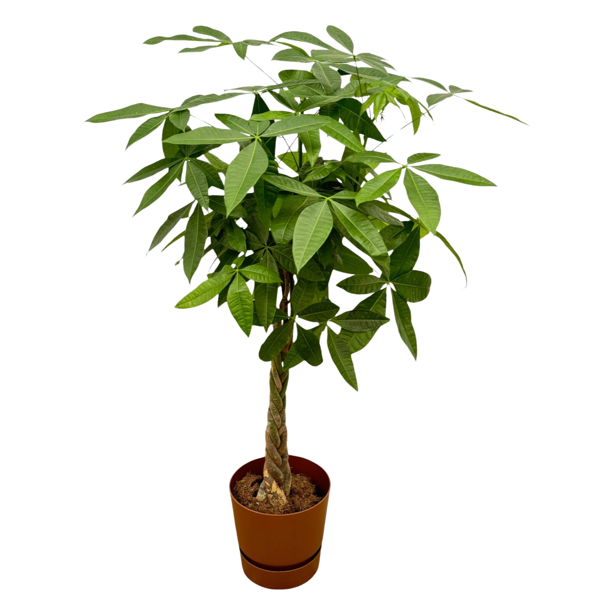 Pachira Aquatica | Elho Greenville Round