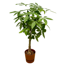 Pachira Aquatica | Elho Greenville Round