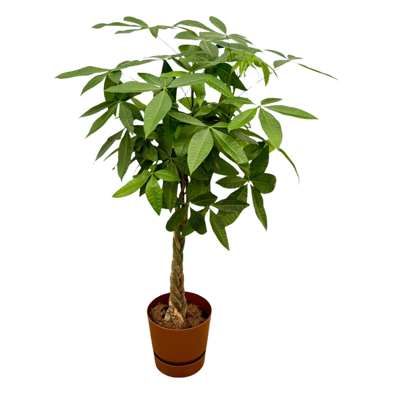 Pachira Aquatica | Elho Greenville Round